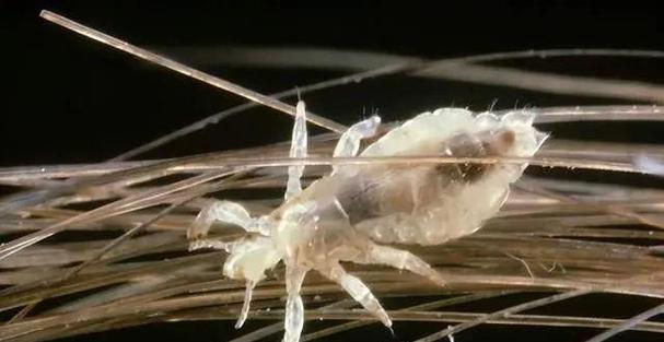 猫身上的虱子（解析猫身上的虱子及其生态习性） - 悠悠酷狗网