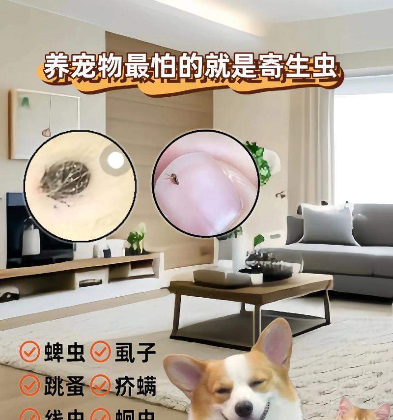 猫身上的虱子(解析猫身上的虱子及其生态习性)(图3) 猫身上的虱子(解析猫身上的虱子及其生态习性)(图3)