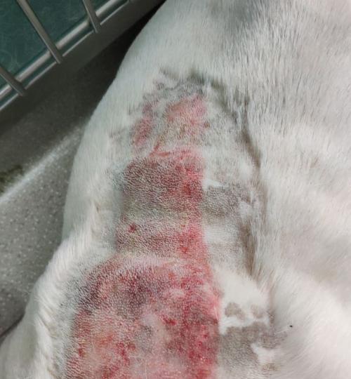 探究斗牛为什么容易损伤皮肤的原因（皮肤脆弱性与斗牛运动的关系探析） - 悠悠酷狗网