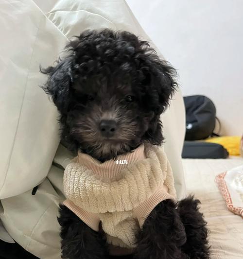 泰迪狗三个月养护指南（让你的泰迪狗健康快乐成长）(图1)