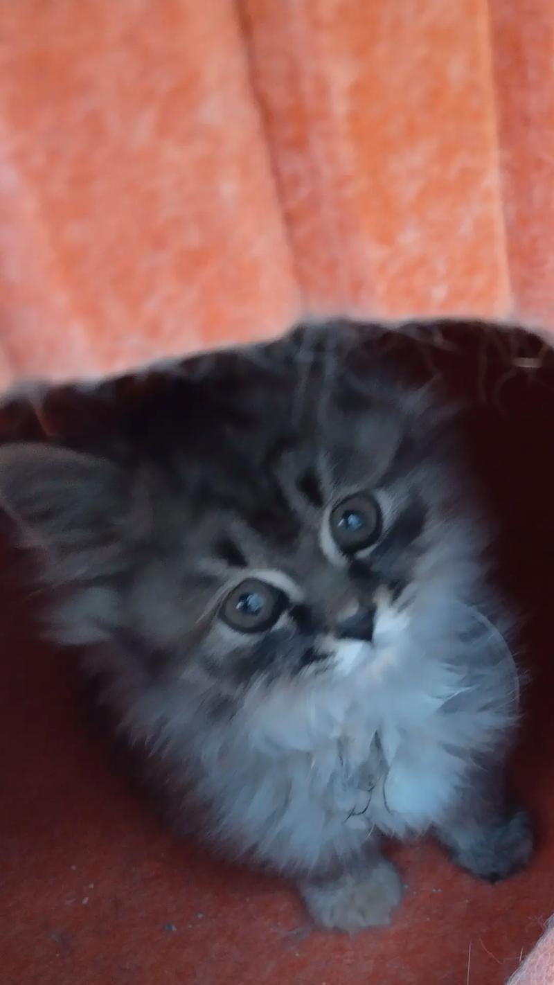 小猫逃离的冒险（追寻自由的小猫之旅） - 悠悠酷狗网