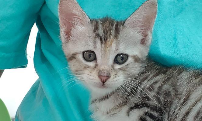 小猫逃离的冒险（追寻自由的小猫之旅）(图2)