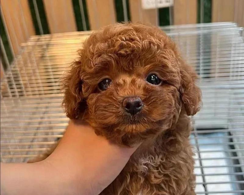 泰迪狗三个月养护指南（让你的泰迪狗健康快乐成长）(图3)