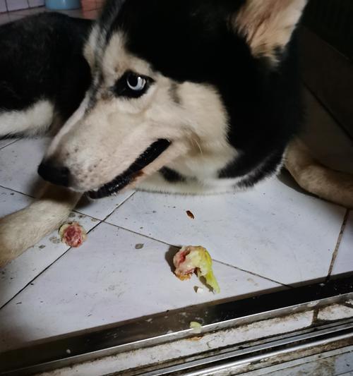 解析家中哈士奇为何以吃草为主题（揭秘哈士奇的食草行为及原因） - 悠悠酷狗网