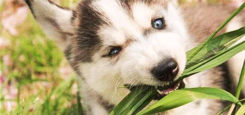 解析家中哈士奇为何以吃草为主题（揭秘哈士奇的食草行为及原因）(图3)