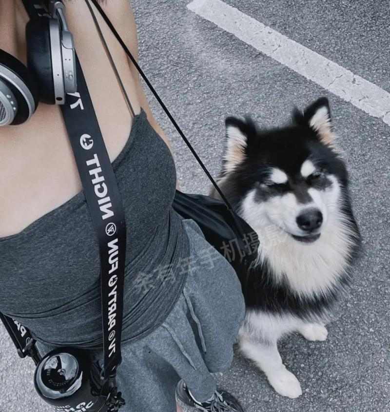 解析家中哈士奇为何以吃草为主题（揭秘哈士奇的食草行为及原因）(图2)