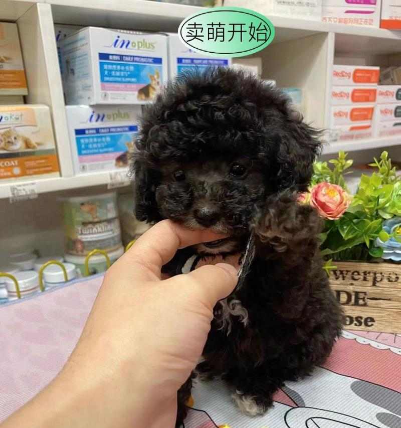泰迪狗三个月养护指南（让你的泰迪狗健康快乐成长）(图2)