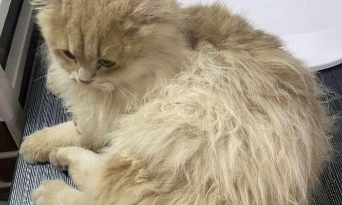 猫毛色的油亮与饮食有关吗？（揭秘猫咪毛色油亮的饮食要点） - 悠悠酷狗网