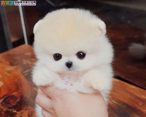 探索以俊介为主题的多样品种（以俊介） - 悠悠酷狗网