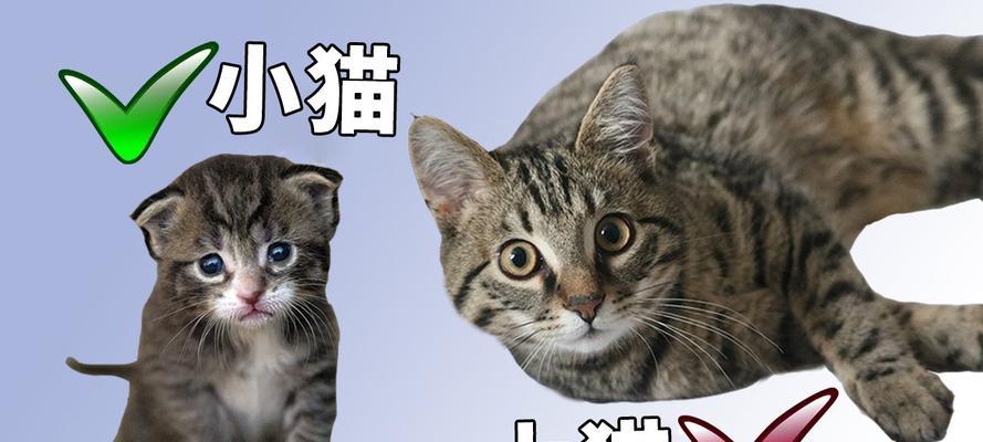 大猫为什么要躲小猫？（探究大猫为何躲避与小猫接触的原因） - 悠悠酷狗网