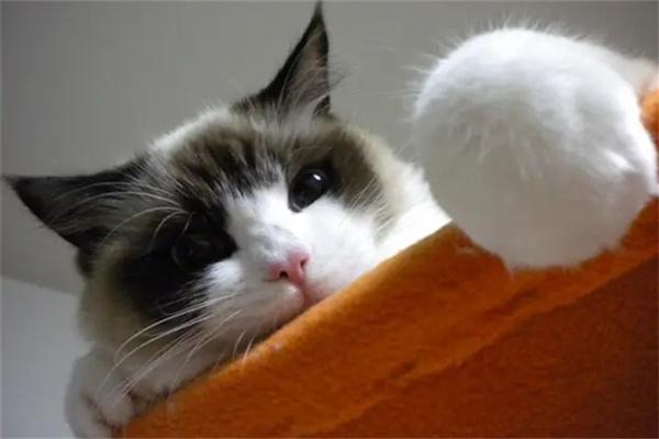 猫咪吃饱了还会捕猎吗？(图2)