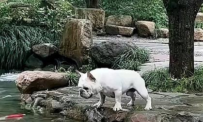 狗狗不能吃的食物(鱼类食物)(图2) 狗狗不能吃的食物(鱼类食物)(图2)