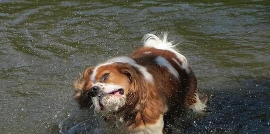 狗为什么总是甩耳朵？（揭秘狗狗甩耳朵的原因和意义）(图3)