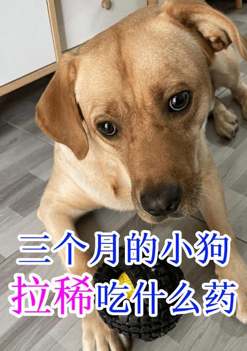 小狗四个月需加强营养，饮食该如何搭配？（帮助宠物狗宝宝健康成长，科学饮食不可缺少 - 悠悠酷狗网