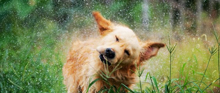 狗为什么总是甩耳朵？（揭秘狗狗甩耳朵的原因和意义） - 悠悠酷狗网