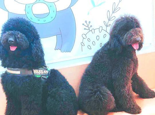 超级大的泰迪叫什么名字？（探索大型泰迪犬的命名之谜）(图2)