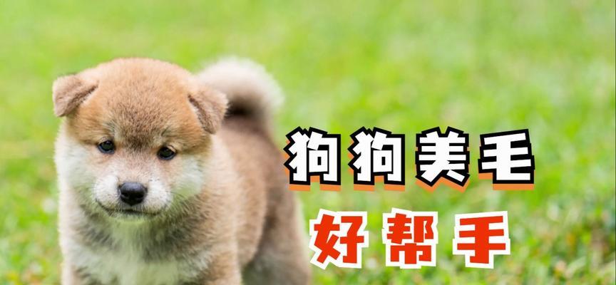 小狗健康护理（给小狗使用药物需知的注意事项）(图2)