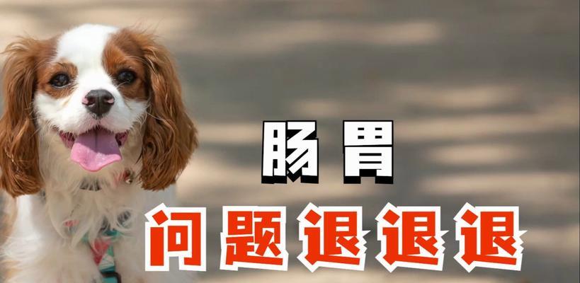 狗胃消化不好怎么办？有效食物推荐（改善狗狗胃部健康，让它吃得舒心愉快）(图3)