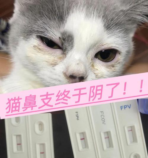 猫鼻支感染症状（一起来了解猫鼻支感染的症状及预防措施）(图2)