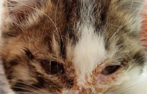 猫鼻支感染症状（一起来了解猫鼻支感染的症状及预防措施）(图3)