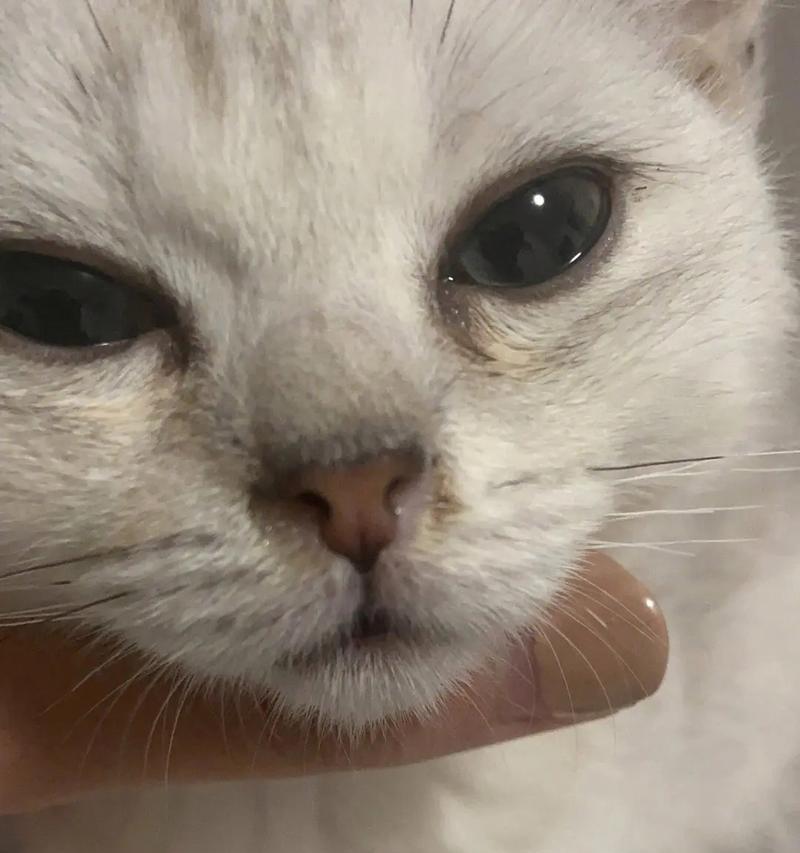 猫鼻支感染症状（一起来了解猫鼻支感染的症状及预防措施）(图1)