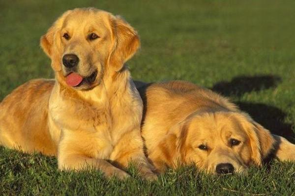 便秘(犬猫) - 悠悠酷狗网