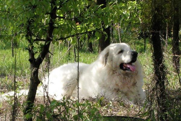 犬猫巨结肠症 - 悠悠酷狗网