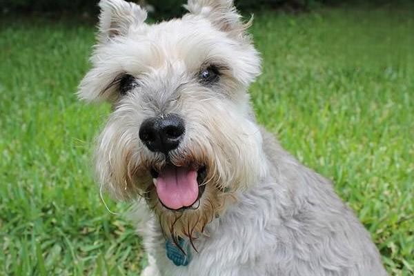 肠梗阻（犬猫） - 悠悠酷狗网