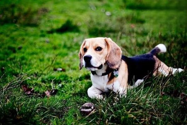 肠套叠(犬猫) - 悠悠酷狗网