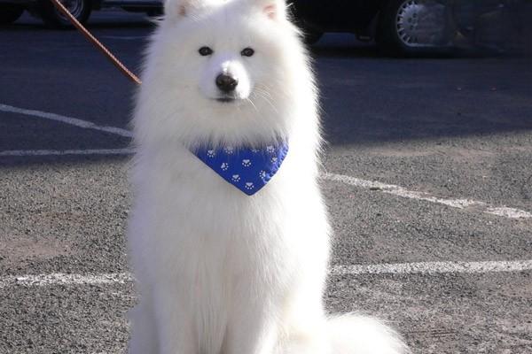 犬猫急性肠炎 - 悠悠酷狗网