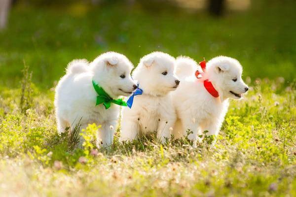 犬猫消化性溃疡 - 悠悠酷狗网