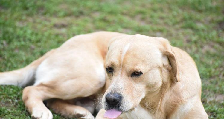 揭秘狗狗不停添嘴巴的原因（了解为什么狗狗会不断舔嘴巴，如何应对）(图3)