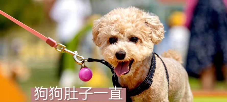 小狗为什么一直咕咕叫？（探索小狗咕咕叫背后的原因）(图2)