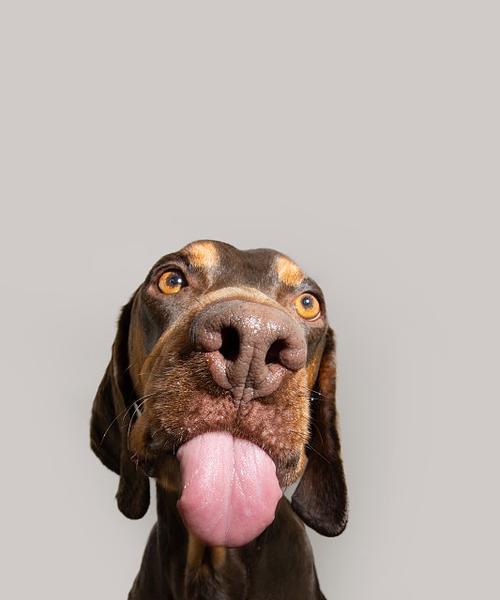 揭秘狗狗不停添嘴巴的原因（了解为什么狗狗会不断舔嘴巴，如何应对）(图2)