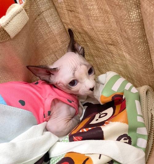 小狗为什么一直咕咕叫？（探索小狗咕咕叫背后的原因）(图1)