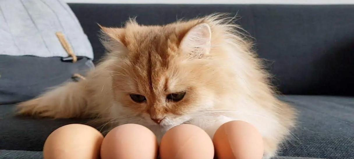 猫咪的清淡饮食 - 悠悠酷狗网