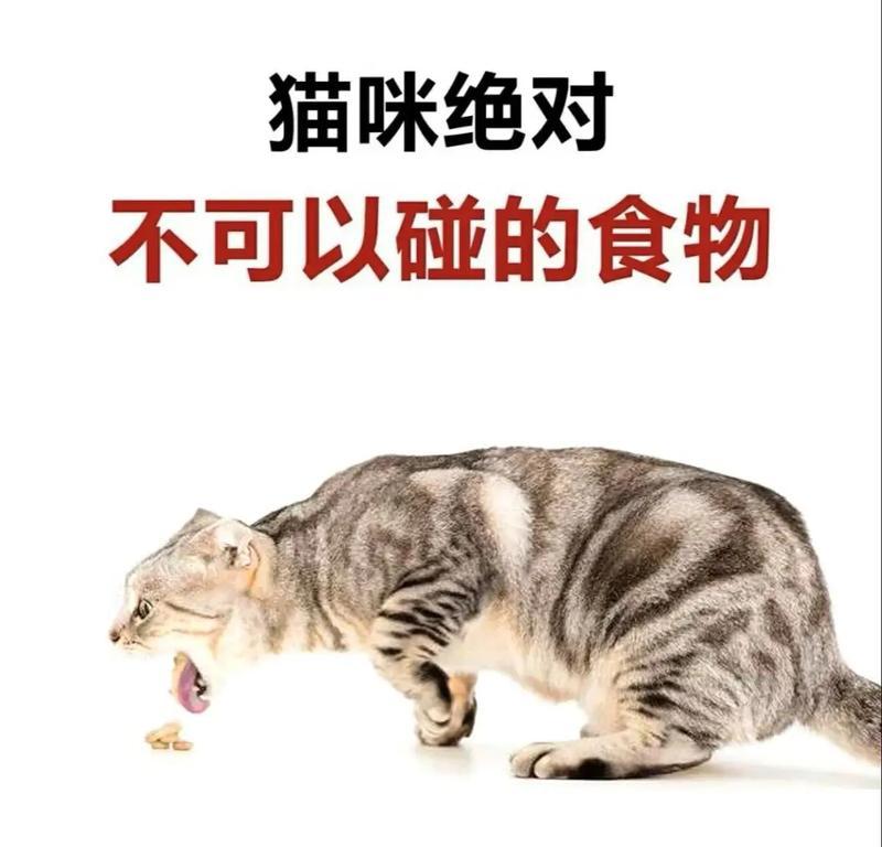 猫咪的清淡饮食(图2) 猫咪的清淡饮食(图2)