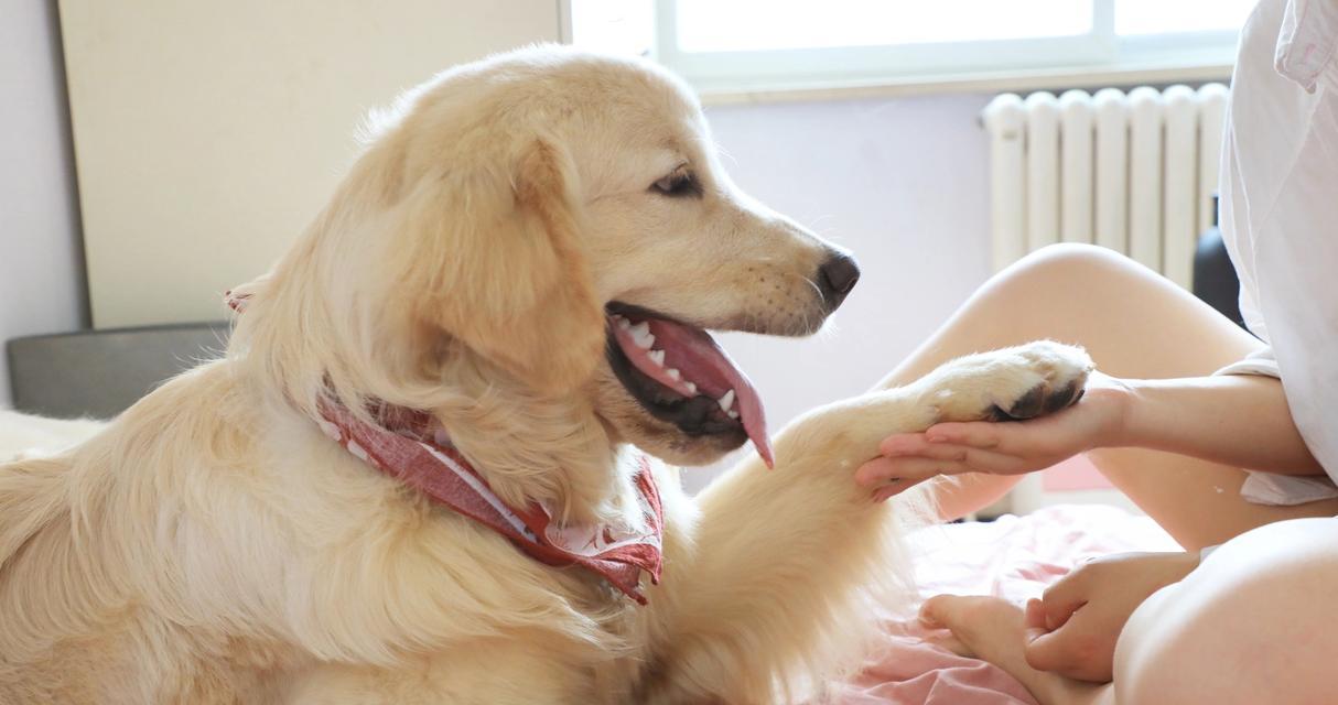 揭秘狗狗不停添嘴巴的原因（了解为什么狗狗会不断舔嘴巴，如何应对）(图1)