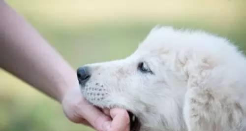 被宠物狗咬后不能吃的食物（宠物狗咬伤后需避免的食物及其危害）(图3)