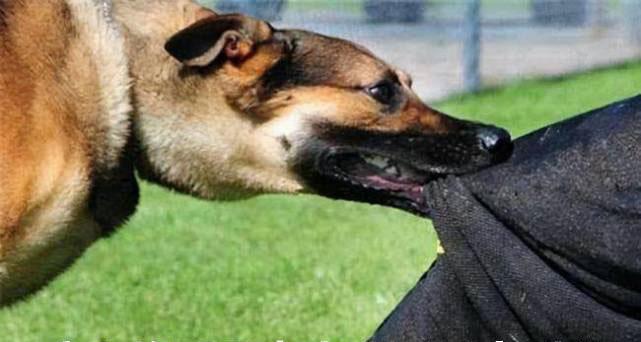 被宠物狗咬后不能吃的食物（宠物狗咬伤后需避免的食物及其危害）(图2)