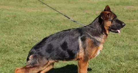 探寻自贡最好的德牧种公名字的奥秘（寻找完美德牧种公，关注这个！）(图3)