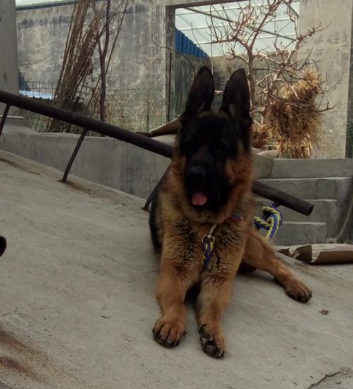 探寻自贡最好的德牧种公名字的奥秘（寻找完美德牧种公，关注这个！）(图2)