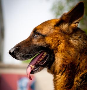被宠物狗咬后不能吃的食物（宠物狗咬伤后需避免的食物及其危害）(图1)