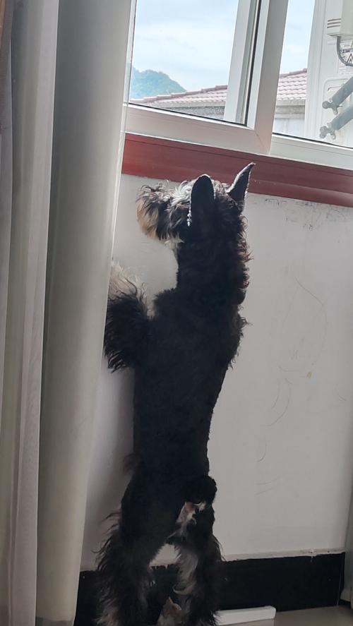 狗为什么会摇尾巴？（探究狗摇尾巴的原因及意义）(图3)