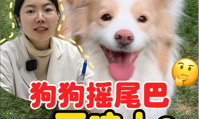 狗为什么会摇尾巴？（探究狗摇尾巴的原因及意义）(图2)