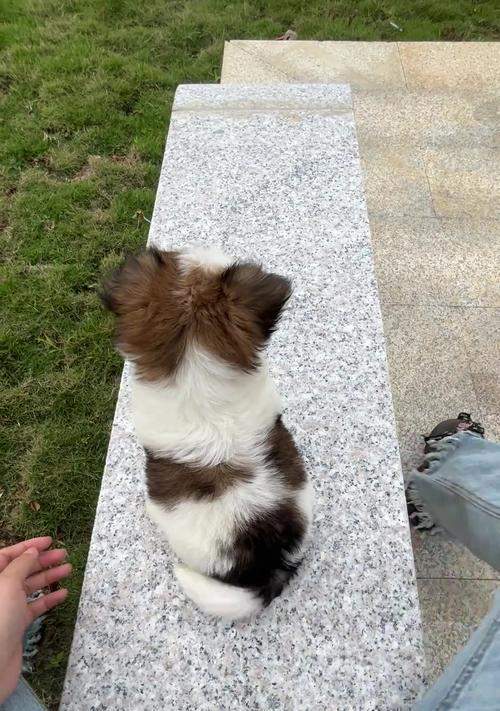 狗为什么会摇尾巴？（探究狗摇尾巴的原因及意义）(图1)