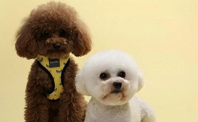 小女孩适合养什么宠物？（选择合适的宠物对小女孩的成长十分重要）(图2)