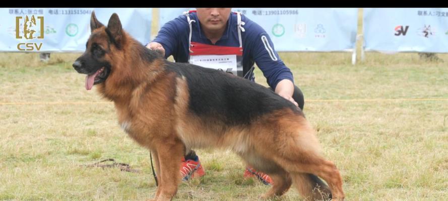 探寻自贡最好的德牧种公名字的奥秘（寻找完美德牧种公，关注这个！） - 悠悠酷狗网