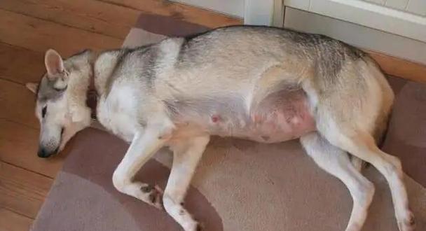 狗狗生了要注意的事项（禁食与不适合食用的食物）(图2)