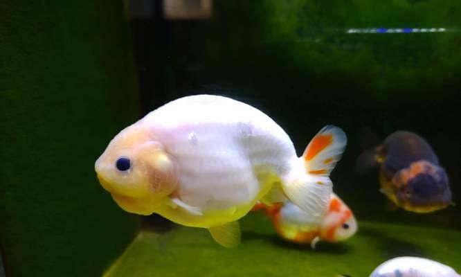 金鱼产卵的最佳饲养环境(探寻影响金鱼产卵的关键因素)(图1) 金鱼产卵的最佳饲养环境(探寻影响金鱼产卵的关键因素)(图1)